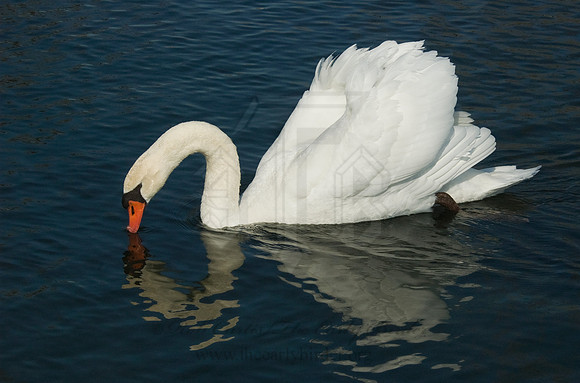 Cygnus olor  MUTE SWAN 5018431