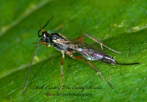 Campopleginae 6016684z