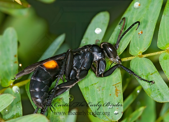 Anoplius semicinctus  SPIDER WASP 6013690z