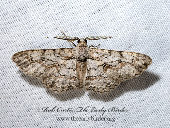 Iridopsis perfectaria  BOARMIINI GEOMETER 3039286z
