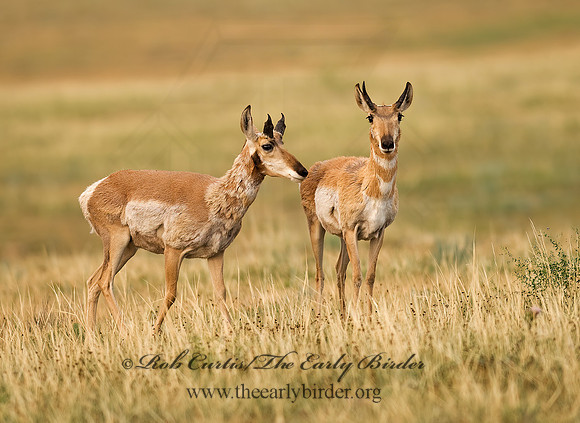 Antilocapra americana  PRONGHORN 6027875z
