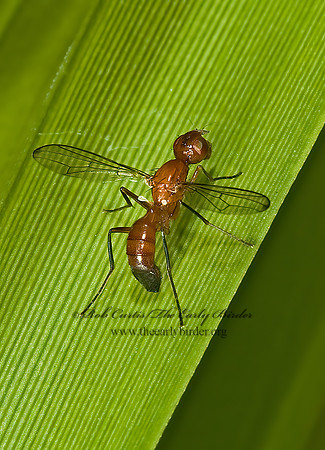 Sepsisoma flavescens  RICHARDIID FLY 5012894z