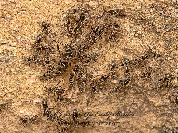 Liometopum apiculatum  VELVETY TREE ANT 3038726z