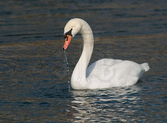 Cygnus olor  MUTE SWAN 6000318