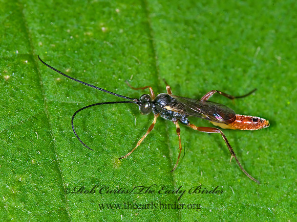 Campopleginae 6007192z