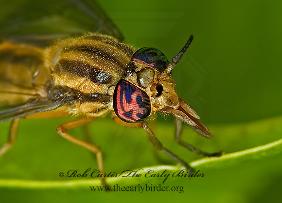 Chrysops vittatus  DEER FLY 5010966z