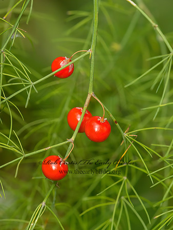 Asparagus officinalis  ASPARAGUS 9040893z