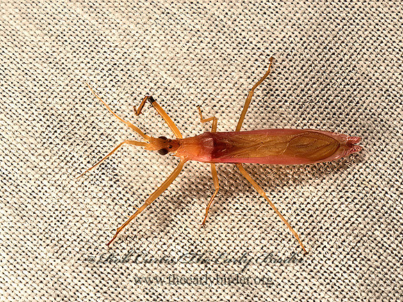 Pnirontis languida  ASSASSIN BUG 9050472z