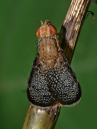Eutreta noveboracensis  TEPHRITINAE FRUIT FLY 9040162z