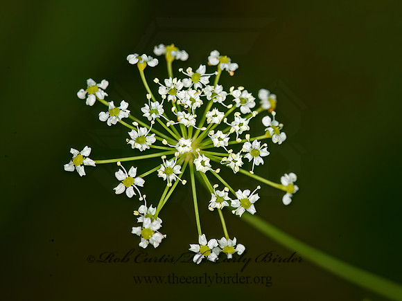 Perideridia americana  THICKET PARSLEY 9040541z