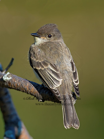 Sayornis phoebe  EASTERN PHOEBE 9004872z