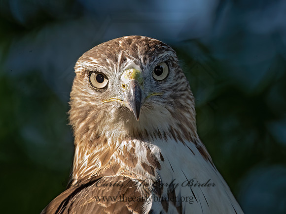 Buteo Jamaicensis RED-TAILED HAWK 3046804z