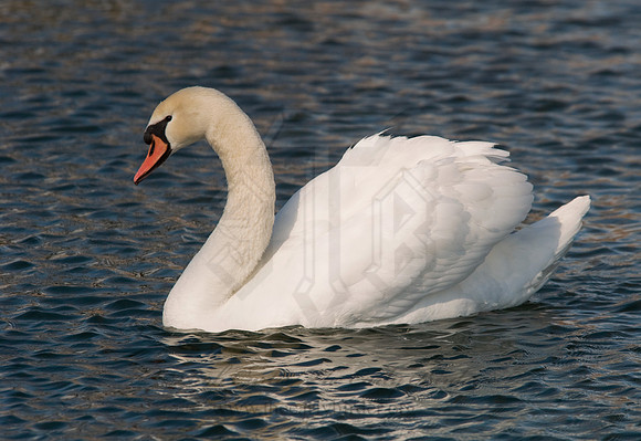Cygnus olor  MUTE SWAN 6000408