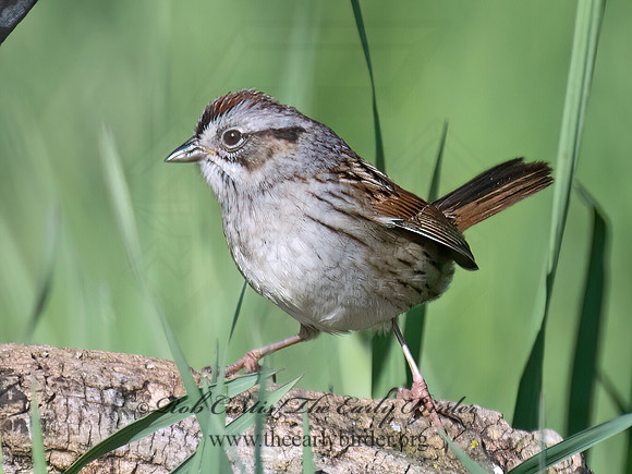 Melospiza georgiana  SWAMP SPARROW 9076605z