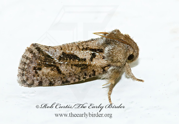 Acrolophus filicicornis  TUBEWORM MOTH  6026631z
