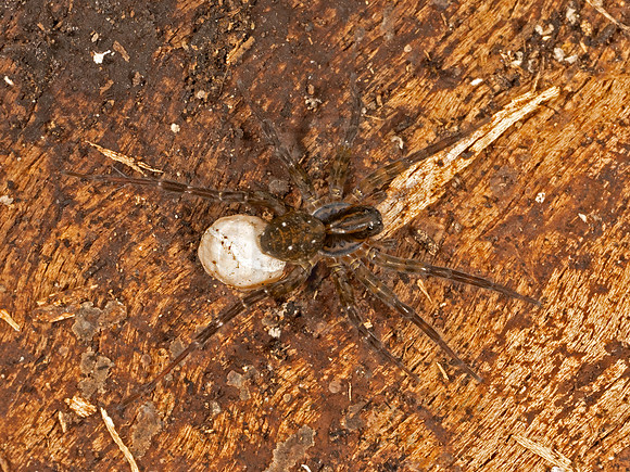 Pirata or Piratula PIRATE WOLF SPIDER 9079948a