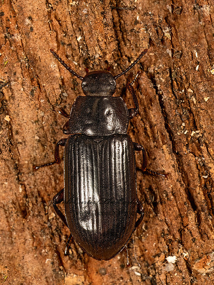 Neatus tenebrioides  DARKLING BEETLE 9079450z
