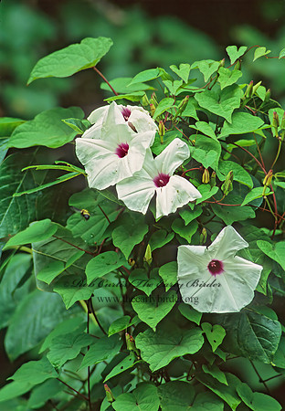 Ipomoea pandurata  WILE POTATO VINE 256719z