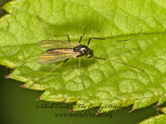 Paratendipes albimanus  CHIRONOMINI MIDGE 9077667z