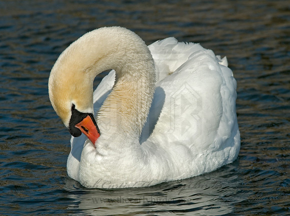 Cygnus olor  MUTE SWAN 6000422