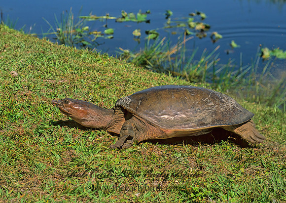 Apalone ferox  FLORIDA SOFTSHELL TURTLE 248625  z