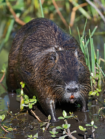 Myocaster coypus  NUTRIA 3028833 z
