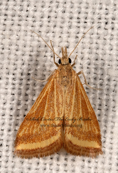 Microtheoris ophionalis  YELLOW-VEINED MOTH 3036502z
