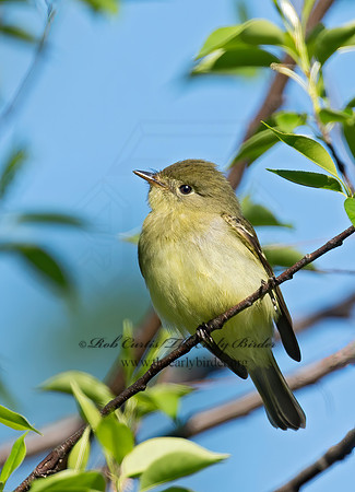 Empidonax flaviventris  YELLOW-BELLIED FLYCATCHER 9011486z
