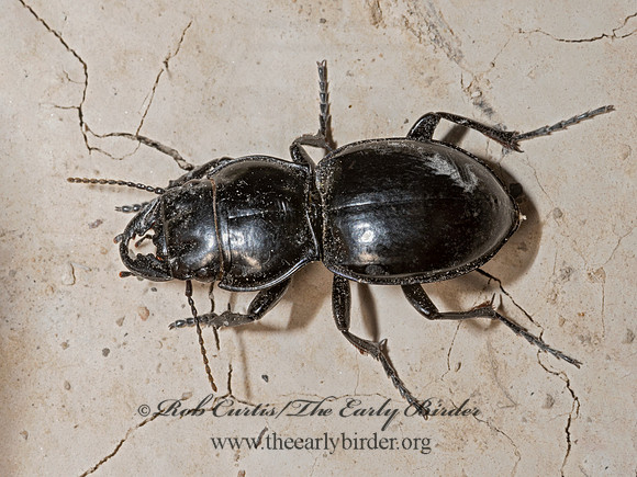 Pasimachus depressus grp  GROUND BEETLE  3039472