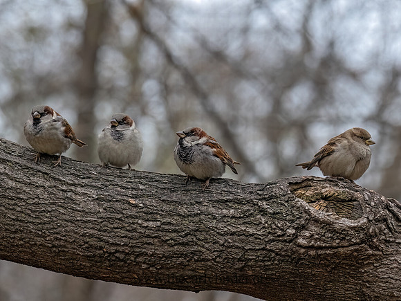 Passer domesiticus HOUSE SPARROW 9092856z