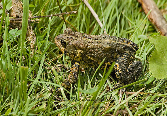 Anaxyrus americanus  AMERICAN TOAD 5007857 z