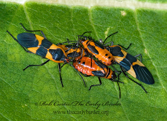 Oncopeltus fasciatus  LARGE MILKWEED BUG 6015515z