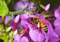 Apis mellifera WESTERN HONEYBEE 5012184z