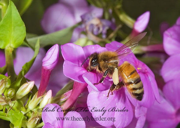 Apis mellifera  WESTERN HONEYBEE 5012184z