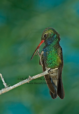 Cyanthus latirostris  BROAD-BILLED HUMMINGBIRD 5005552