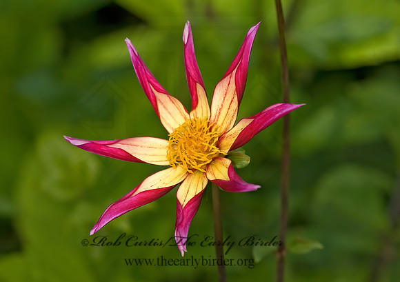 Dahlia  JUUL'S ALL STAR ORCHID DAHLIA 8015626z
