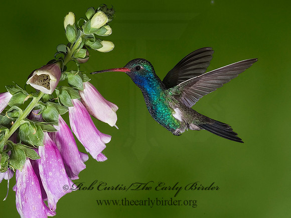 Cyanthus latirostris  BROAD-BILLED HUMMINGBIRD 6025650-3