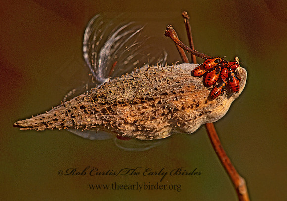 Lygaeus kalmii  SMALL MILKWEED BUG 264137 z