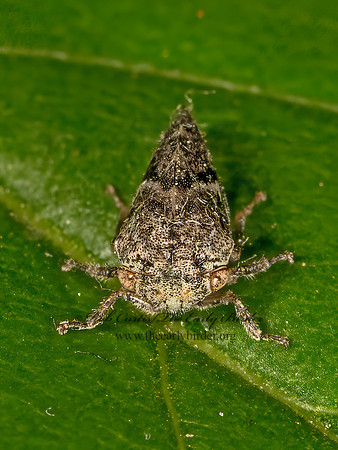 Cyrtolobus griseus  SMILIINI TREEHOPPER 9068674z