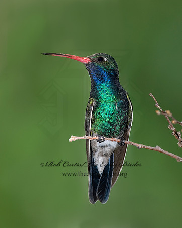 Cyanthus latirostris  BROAD-BILLED HUMMINGBIRD 6025368