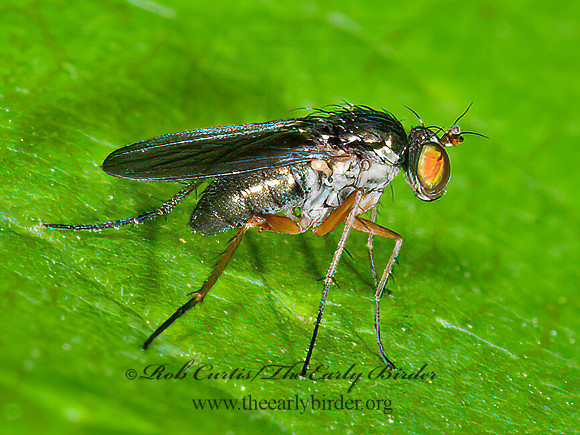 Gymnopternus LONGLEGGED FLY 8034307z