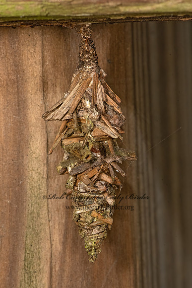 Oiketicus abbotii  ABBOTT'S BAGWORM MOTH 3041367z