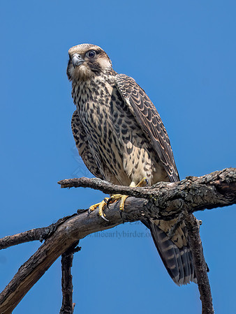 Falco peregrinus PEREGRINE FALCON 3046884z