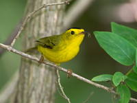 Cardellina pusilla WILSON'S WARBLER 9038956z