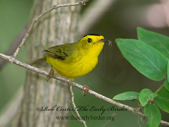 Cardellina pusilla  WILSON'S WARBLER 9038956z