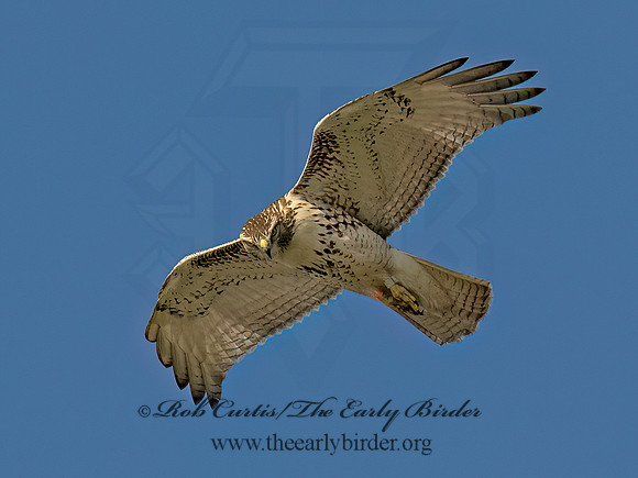 Buteo jamaicensis RED-TAILED HAWK 9091185 (1)