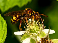 Nomada luteola grp NOMAD BEE 9078614z