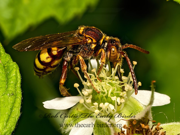 Nomada luteola grp  NOMAD BEE 9078614z