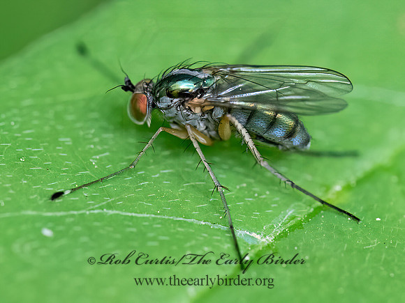 Dolichopus  LONGLEGGED FLY 9078692z
