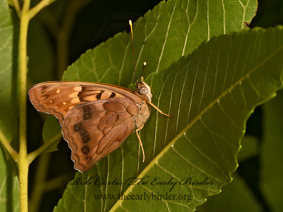 Asterocampa clyton  TAWNY EMPEROR 9049550z